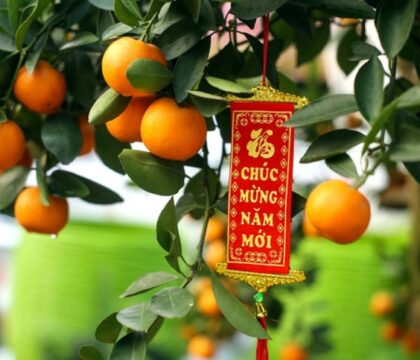 Cách trồng cây quất và kỹ thuật chăm sóc phục vụ dịp lễ, tết