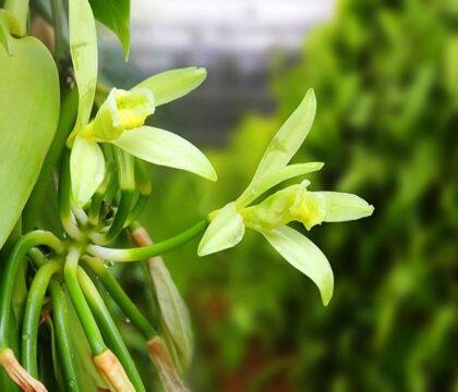 Cách trồng cây vani mang lại giá trị kinh tế cao