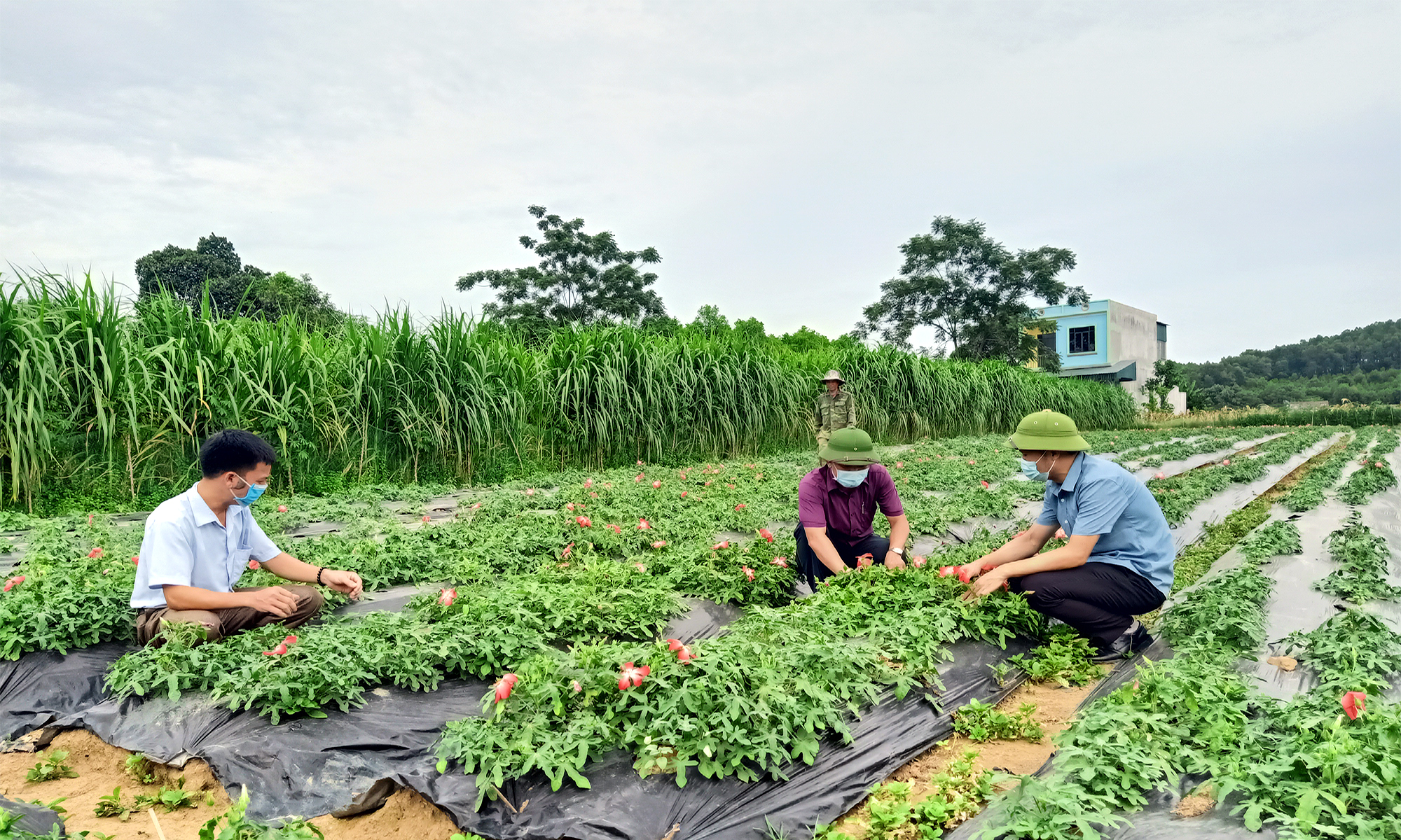 cây dược liệu