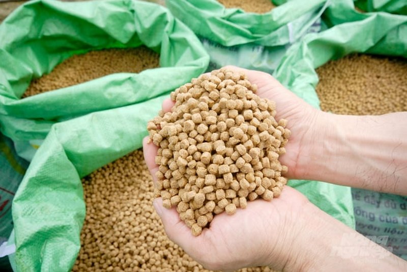 kỹ thuật nuôi cá chép