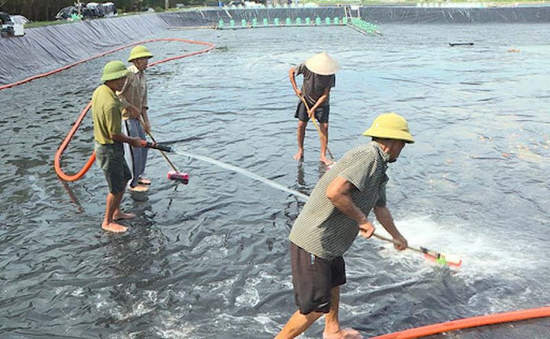kỹ thuật nuôi cá chép