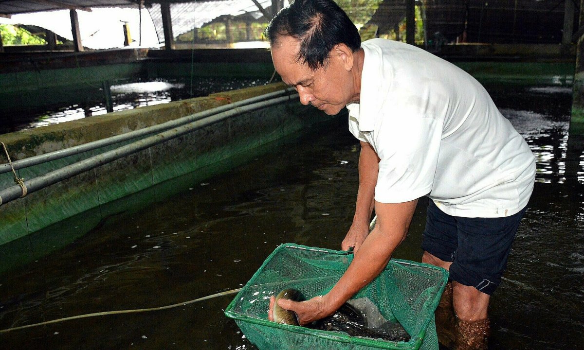 Kỹ thuật nuôi cá chình