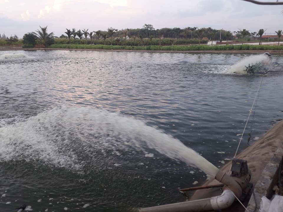 Kỹ thuật nuôi cá trê
