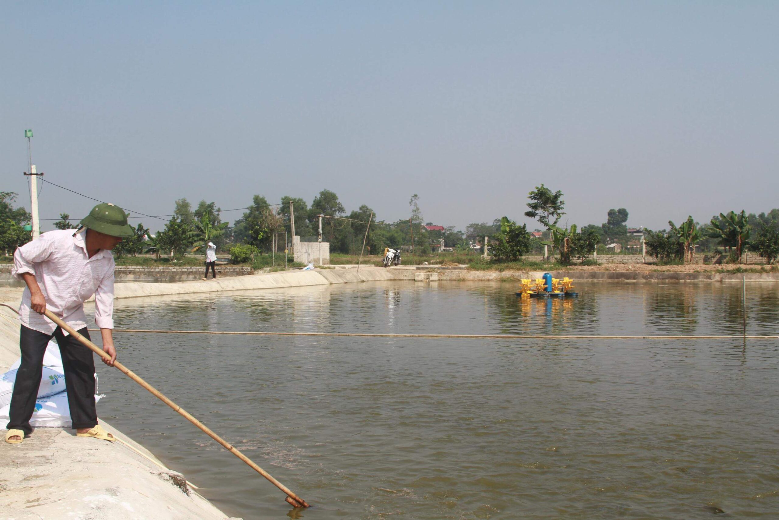 kỹ thuật nuôi cá bống tượng