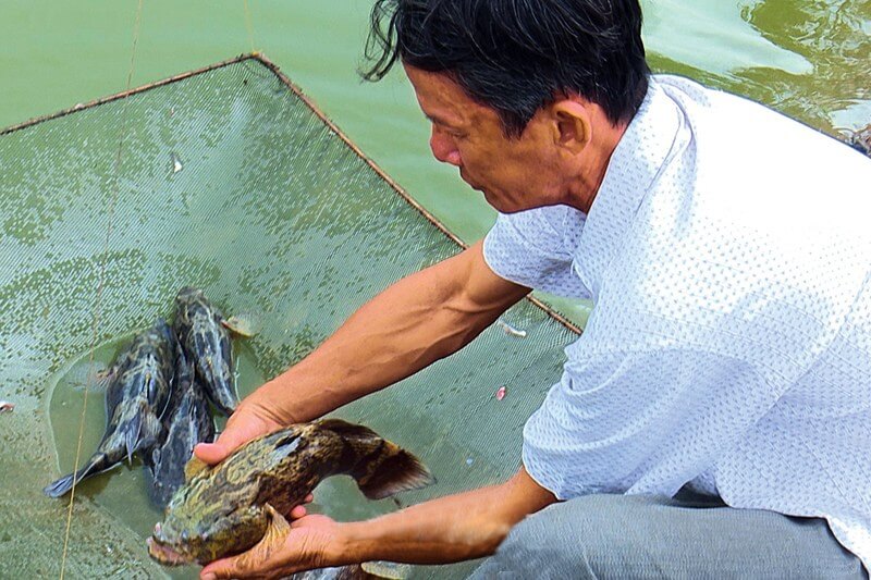 kỹ thuật nuôi cá bống tượng