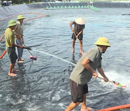 Hướng dẫn kỹ thuật nuôi cá chép thương vụ hiệu quả