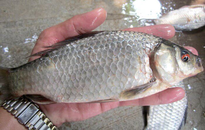 kỹ thuật nuôi cá diếc