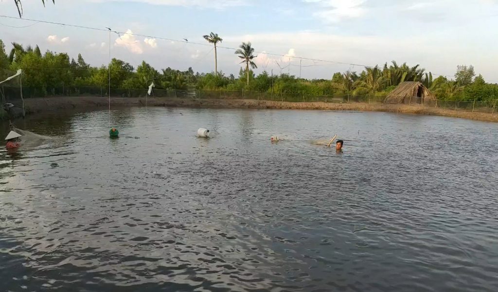 kỹ thuật nuôi cá kèo