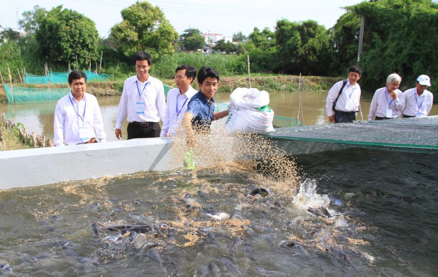 kỹ thuật nuôi cá kèo