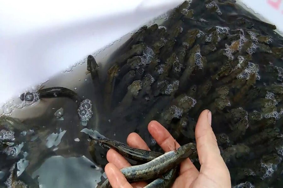 kỹ thuật nuôi cá kèo