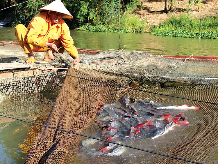 kỹ thuật nuôi cá lăng