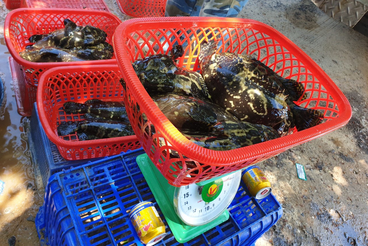 Kỹ thuật nuôi cá mú trân châu 
