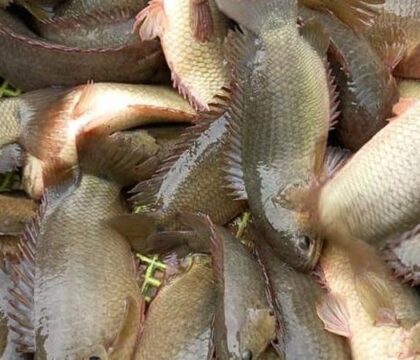 Kỹ thuật nuôi cá rô đầu vuông thương vụ chất lượng cao
