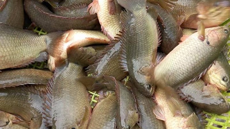 kỹ thuật nuôi cá rô đầu vuông