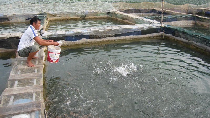 kỹ thuật nuôi cá rô đầu vuông