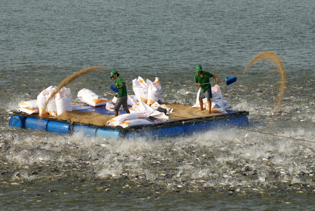 kỹ thuật nuôi cá tra
