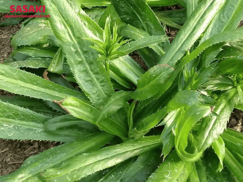 Tổng hợp các công dụng của rau răng cưa không nên bỏ qua