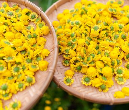 Bật mí các tác dụng của hoa cúc chi có thể bạn chưa biết