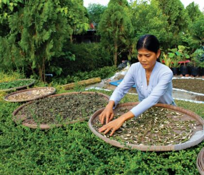 Quy trình làm thuốc bắc sấy chất lượng bằng máy sấy lạnh Sasaki