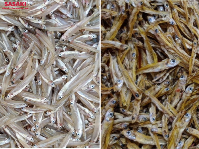 Hình ảnh cá cơm tươi (bên trái) và cá cơm khô (bên phải) sau khi sử dụng máy sấy