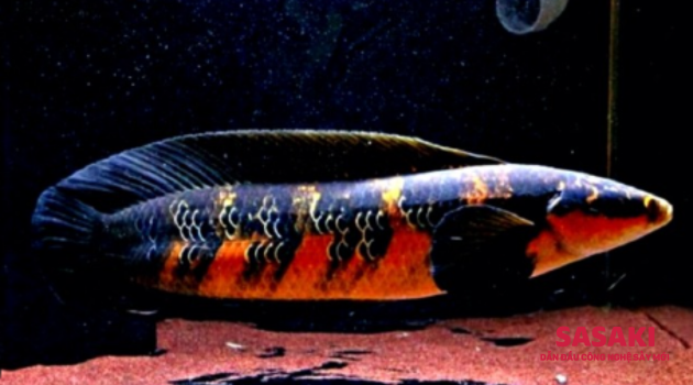 cach-nuoi-ca-loc-vay-rongc
