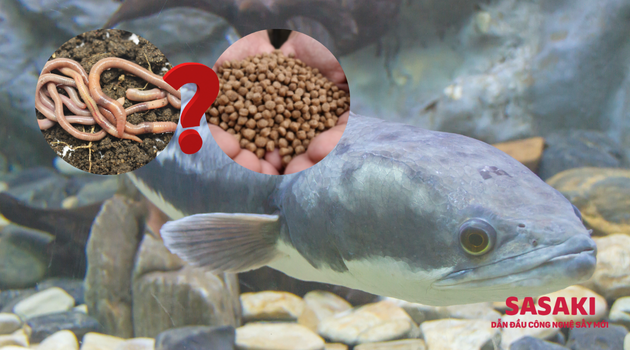 nuoi-ca-loc-cho-an-gi-2