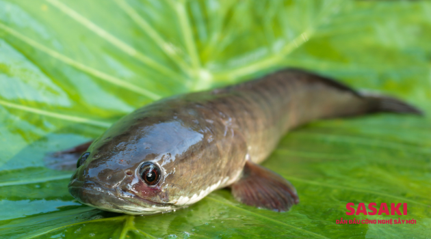 nuoi-ca-loc-cho-an-gi