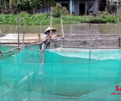 Nuôi cá lóc trong mùng lưới, vèo lưới có hiệu quả không?