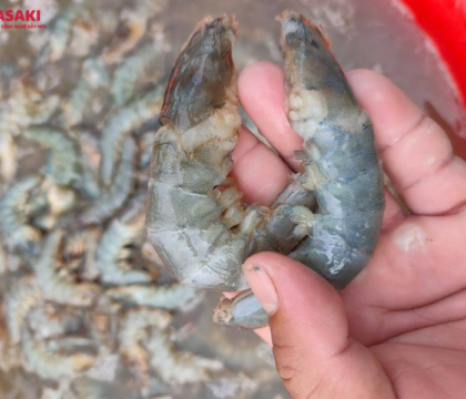 Bật mí cách bảo quản tôm tươi lâu, tránh bị ươn hay mất đi dinh dưỡng