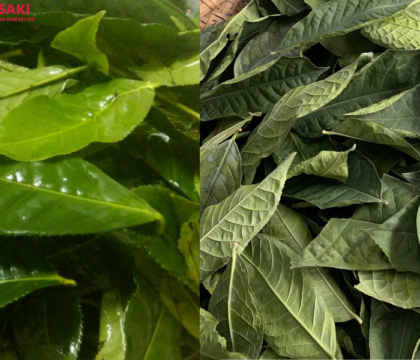 Máy sấy thăng hoa lá chè giữ màu đẹp, đạt tiêu chuẩn chất lượng Quốc tế