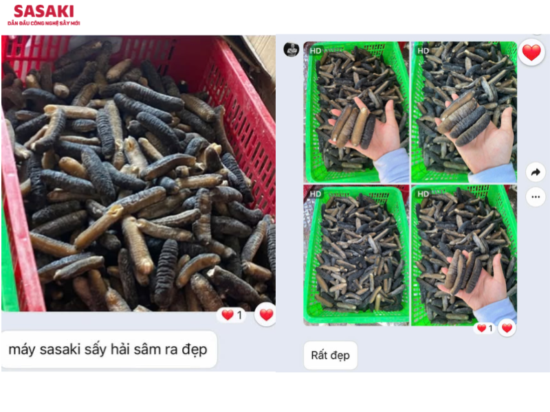 Khách hàng SASAKI feedback sấy thăng hoa hải sâm ra thành phẩm đẹp