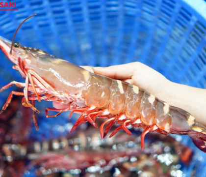 Hướng dẫn cách bảo quản tôm sú tươi sống và đông lạnh hiệu quả