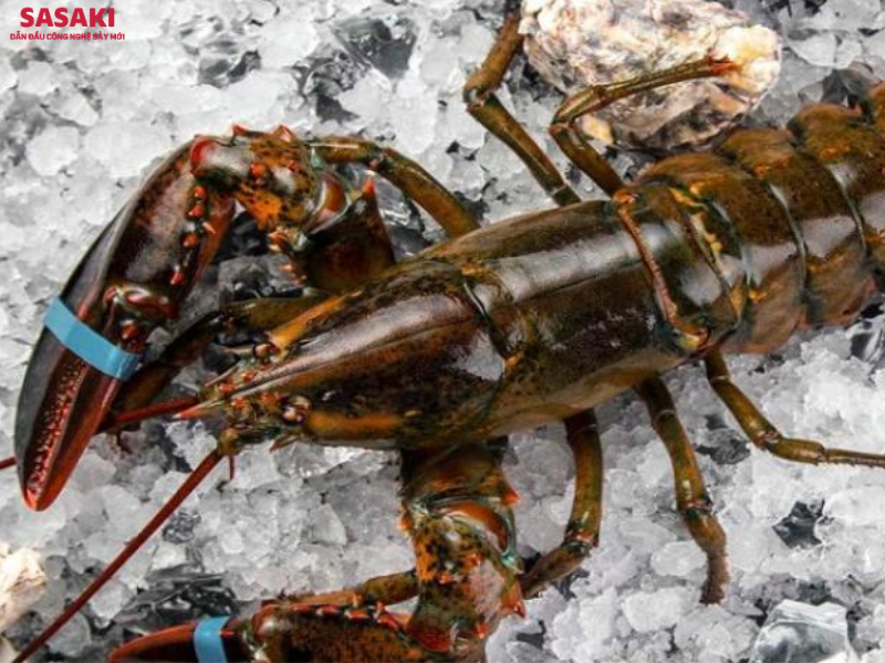 Bảo quản tôm Alaska đông lạnh với nhiệt độ -18 độ C