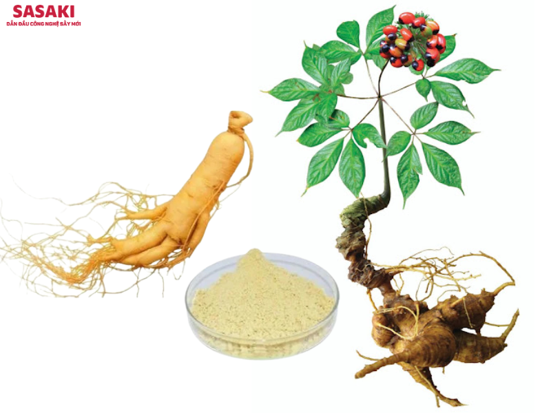 Các bộ phận của cây sâm bao gồm củ sâm, hoa sâm và lá sâm