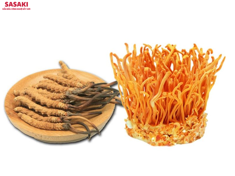 Đông trùng hạ thảo tươi dễ bị nấm mốc, hư hỏng hoặc mất dưỡng chất nếu không được bảo quản kịp thời