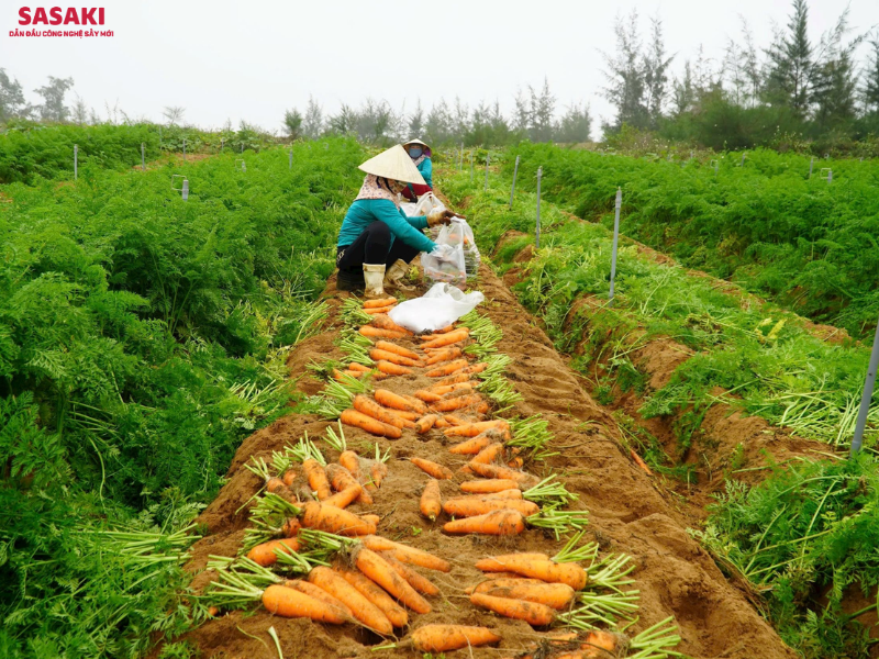 Sản lượng nông sản hàng năm tại Nghệ An rất lớn nhưng vẫn xuất bán dưới dạng tươi hoặc sơ chế thô