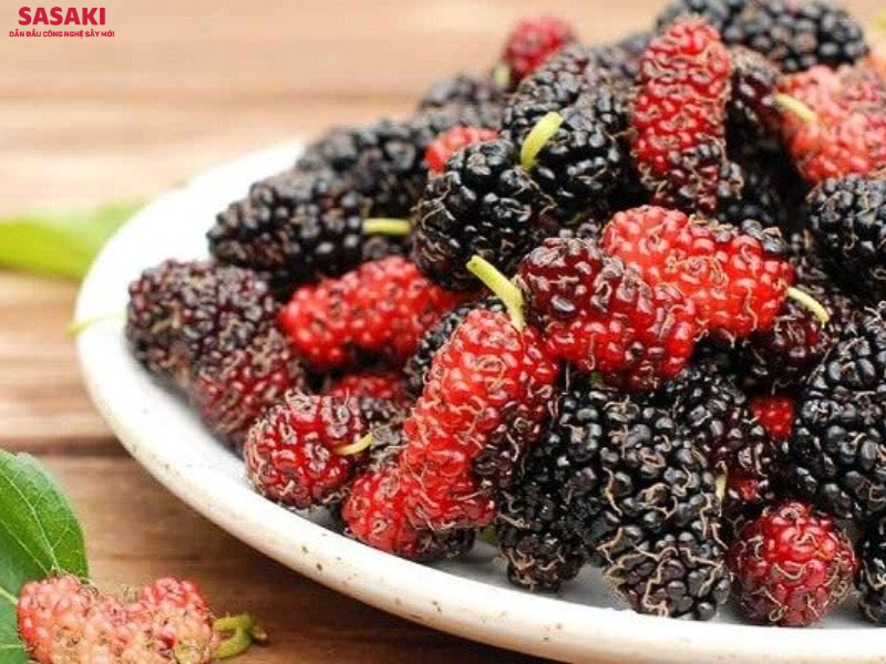 Dâu tằm tươi có cấu trúc mọng nước, dễ bị dập nát khi thu hoạch