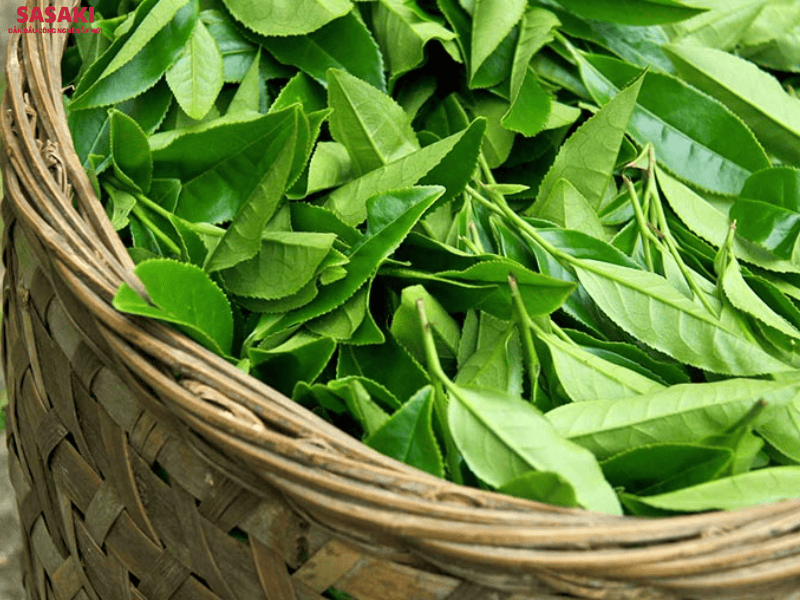 Lá chè xanh chứa hàm lượng lớn catechin, dễ bị phân hủy ở nhiệt độ cao