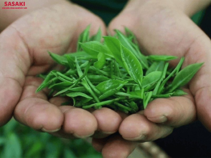 Lá chè Shan tuyết dày và chứa lượng nhựa (tinh dầu) đậm đặc