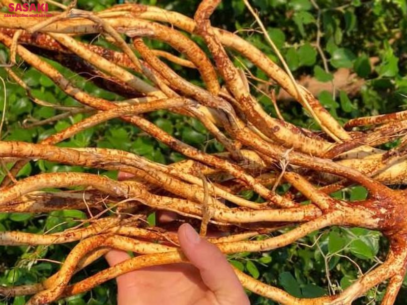 Rễ hoàng kỳ thường có lõi dày, chắc và chứa nhiều sơ
