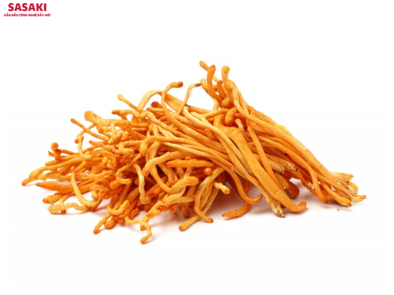 Đông trùng hạ thảo là loại dược liệu quý được sử dụng rộng rãi trong Đông y và ngành thực phẩm chức năng cao cấp