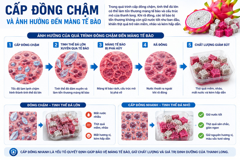 Ảnh hưởng của quá trình đông chậm đến màng tế bào