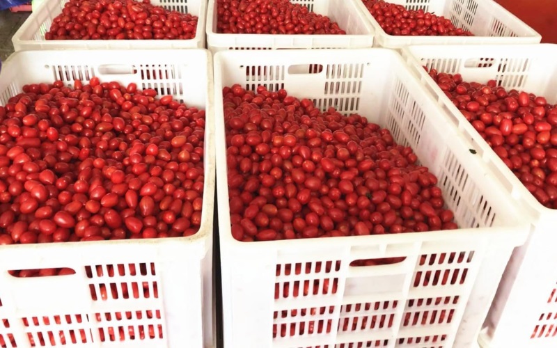 Cà chua cấp đông giúp chủ động nguồn nguyên liệu ngoài mùa vụ