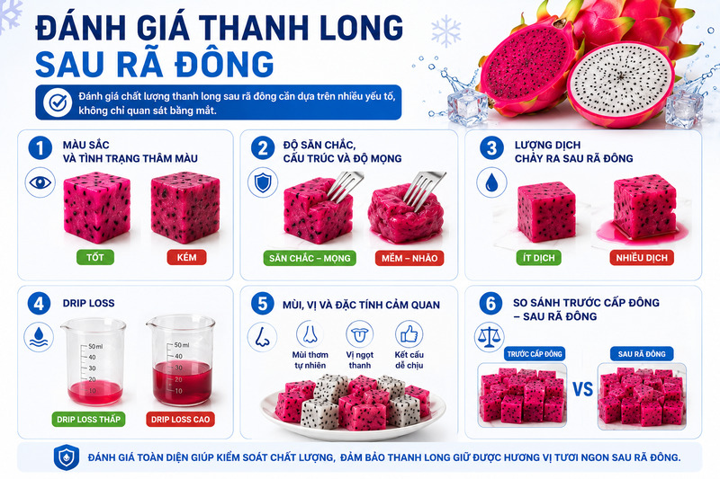 Đánh giá chất lượng thanh long sau rã đông