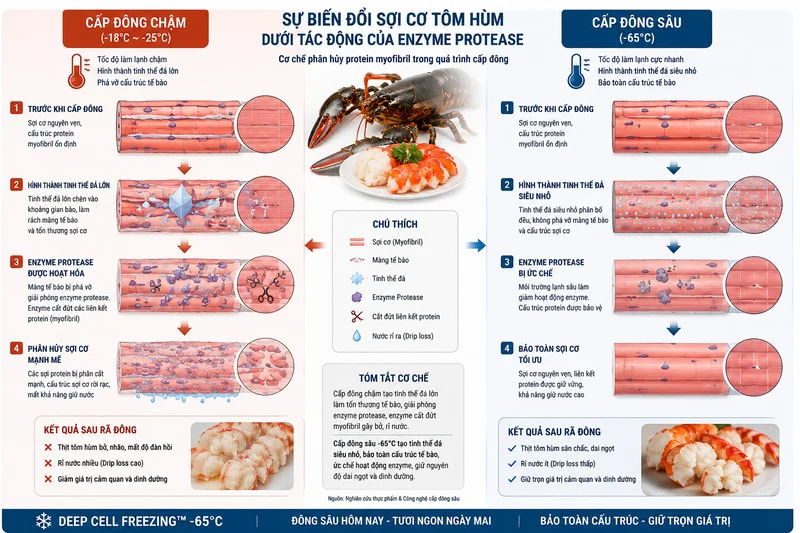 Mô phỏng sự biến đổi sợi cơ tôm hùm