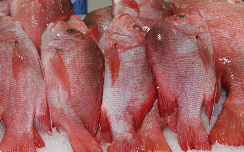 Thị trường cá hồng đông lạnh
