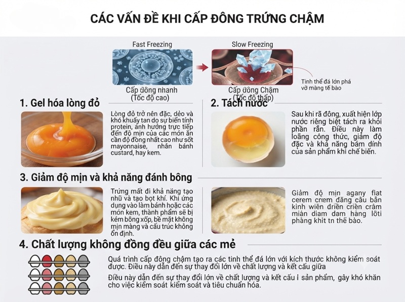 Cấp đông trứng chậm khiến gel hóa lòng đỏ, tách nước