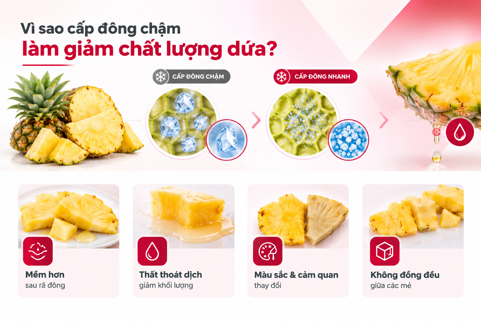 Dứa sau cấp đông chậm bị ảnh hưởng cấu trúc và thất thoát dịch