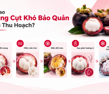 Măng cụt tươi và măng cụt sau sơ chế chuẩn bị cấp đông