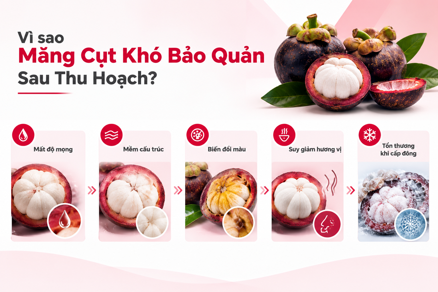 Măng cụt tươi và măng cụt sau sơ chế chuẩn bị cấp đông